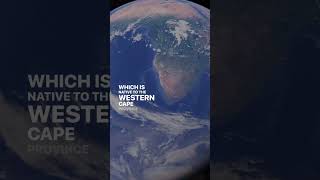 What Is Rooibos And Where Does It Come From?