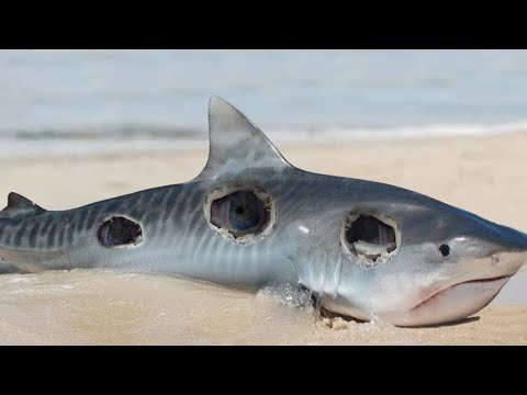 Видео: Вот Почему Ни Одна Акула и Не Подумает Заплывать в Чёрное Море