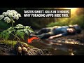 Looks Like Carrot, Smells Like Parsnip: It Killed More Foragers Than Any Plant