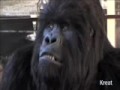 Kreat fx animatronic gorilla head movements test