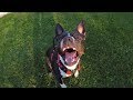 Amstaff Obedience Training, Frisbee Throwing and Tracking