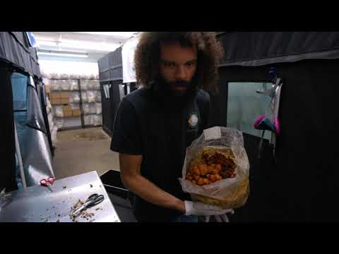 Growing Mushrooms in Grow Tents on an Urban Farm | Southwest Mushrooms