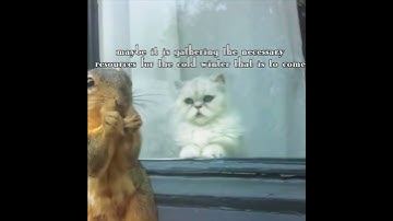 Cat has existential crisis