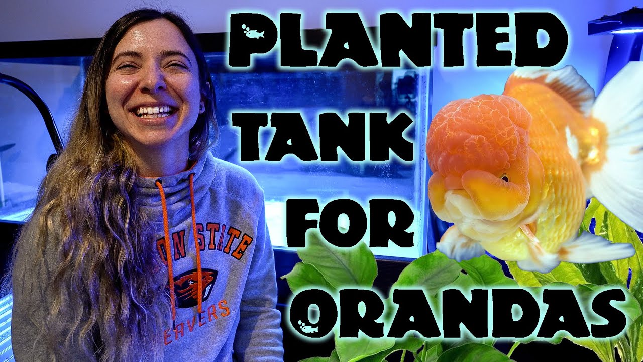 SELF CLEANING GOLDFISH TANK UNBOXING AND SET UP! 