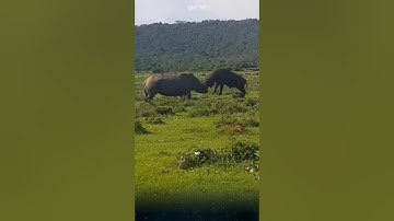 Hồi hộp cảnh TRÂU RỪNG thử sức với TÊ GIÁC. #dongvat