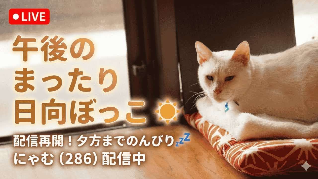にゃむ LIVE】私はまだまだ寝ます💤事務所猫にゃむ（286）の平和すぎる火曜日