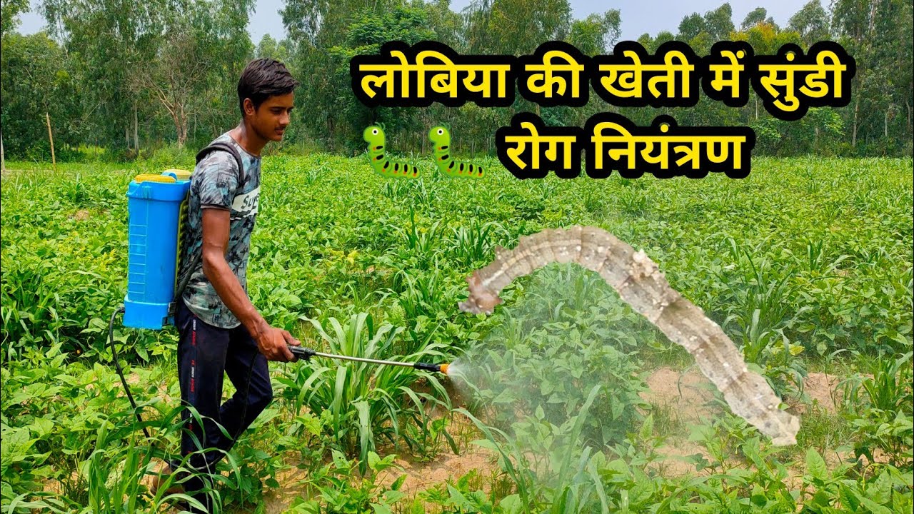 लोबिया की खेती में सुंडी रोग नियंत्रण कैसे करें / How to control Sundi ...