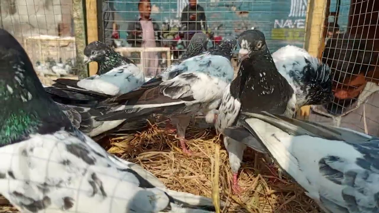 بڑے بھائیوں نے دیکھے ہوں گے کبوتر مگر اس سائز کا نہیں دیکھا کونسی نسل کا ہے