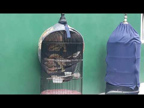 Ciblek Gacor Ngebren Wiuw Wiuw ‼️ - Kicau Mania Shorts