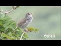 栗駒山 （須川岳） の野鳥　「ミソサザイ・ウグイス・クロジ・オオルリ」
