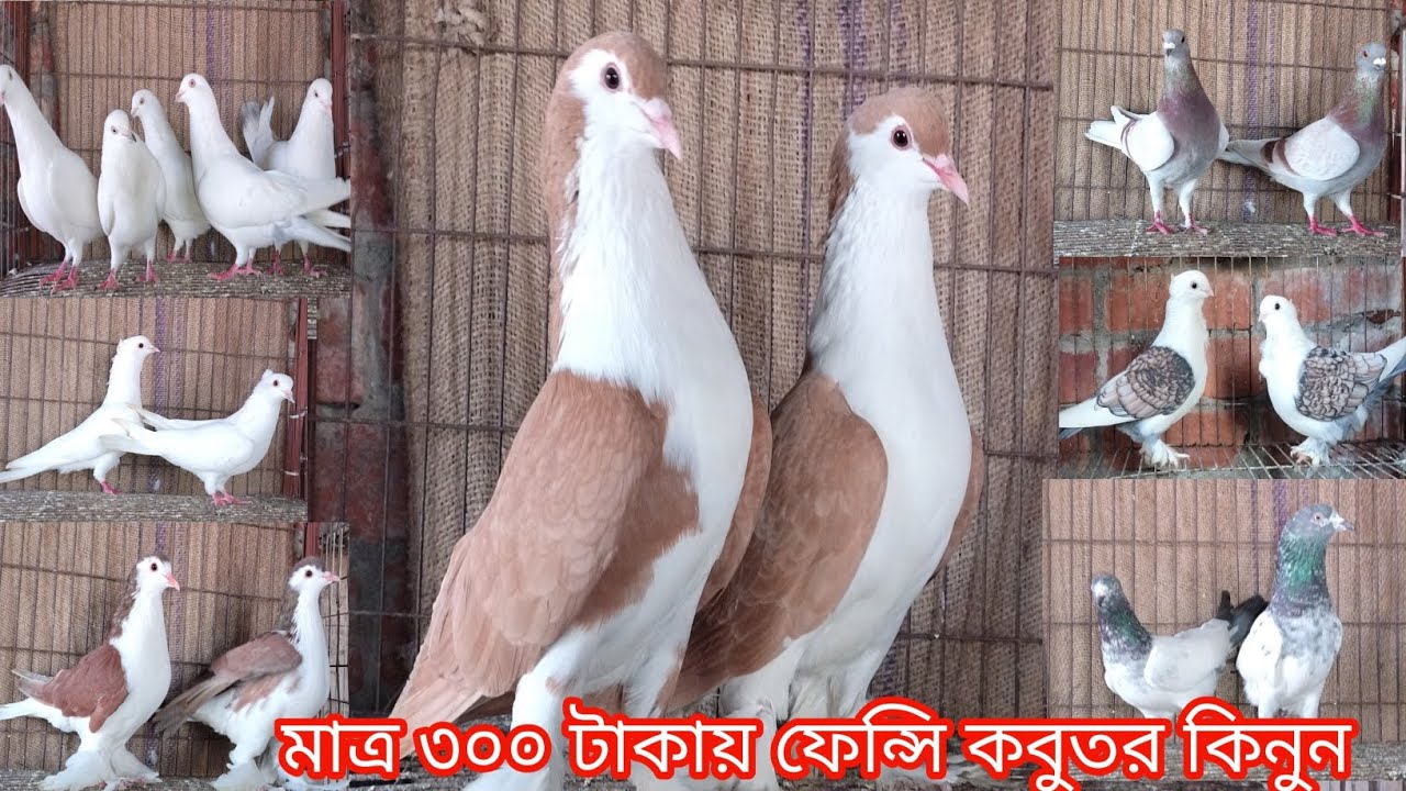 অল্প বাজেটের মাঝে সেরা মানের দেশি বিদেশি কবুতর কিনুন আজই||রেজা কবুতর ঘর বগুড়া||কবুতরের দাম দর-২০২৬||