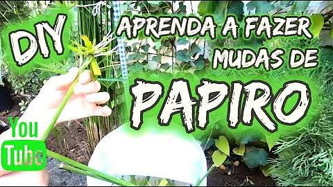Como fazer muda planta papiro?