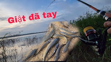 Câu lure cá lóc tự nhiên quá phê ✅️|#cauca #giaitri #lurefishing #teamfish@