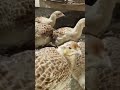 دکني تترن جا ٻچا داڻا چڳندي