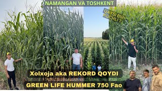 GREENLIFE HUMMER TOSHKENT YOKI NAMANGAN yana rekord !!!
