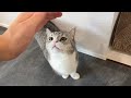 褒められないとやる気が出なくて文句言いに来る猫が可愛すぎますw