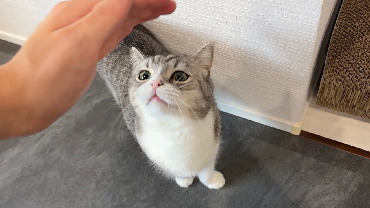 もち様 maxresdefault.jpg