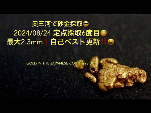 2024/08/24 奥三河で砂金採取😎定点採取6度目😌最大2.3mm❗️自己