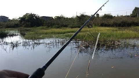 Một ngày đi săn hàng gặp Hugo và Cái Kết | Câu lure cá lóc Tây Nguyên #caucaloc #lure #lurefishing