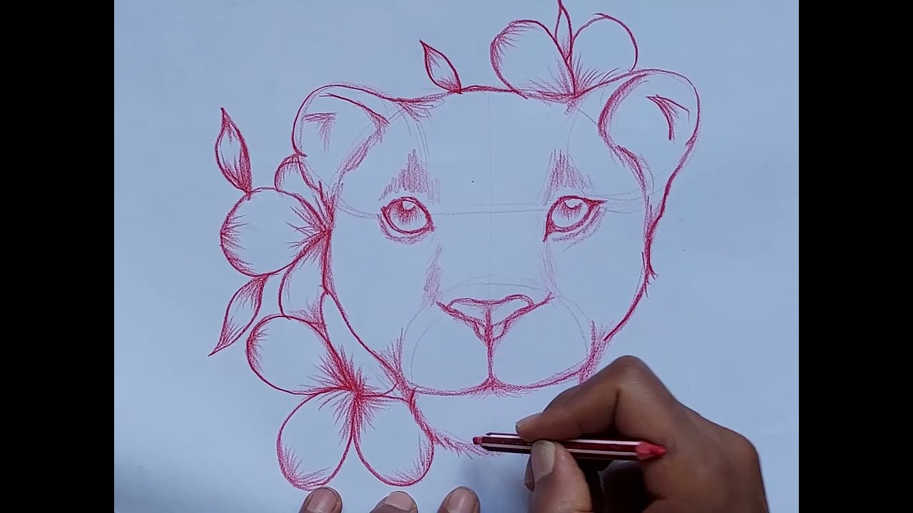 how to draw a female lion step by step