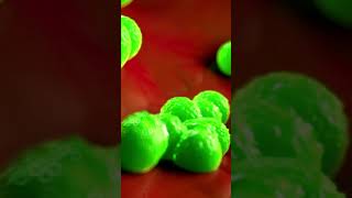 Deadly Bacteria: Staphylococcus aureus | Science