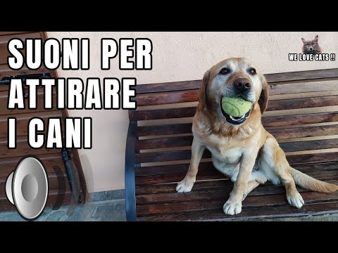 Video: Rock dei cani sordi!