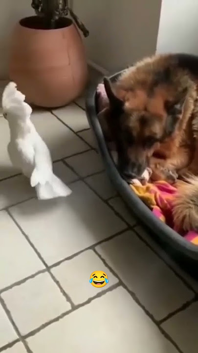 dagelan burung kakatua menirukan suara anjing 😂