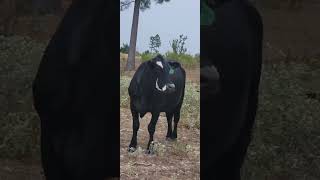 Come feed cows with us