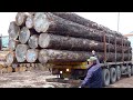 Processus de production en srie de tables  partir de pinsusine de meubles en bois massif en core