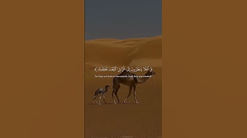 القارئ عبد الرحمن مسعد - افلا ينظرون الى الابل كيف خلقت #قرآن #تلاوة_خاشعة #راحة_نفسية