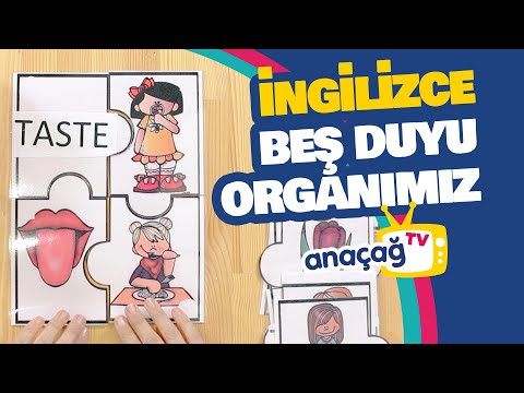 BEŞ DUYU ORGANIMIZ / İngilizce dersi / ANAÇAĞ TV