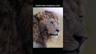 Nzuri: Masai Mara का सबसे खूबसूरत लेकिन खतरनाक शेर 🦁 | Topi Boys Coalition | Olepolos Legacy #shorts