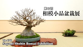 富舟　小品盆栽 mqdefault.jpg