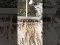 Extreme Scraping Power in Action