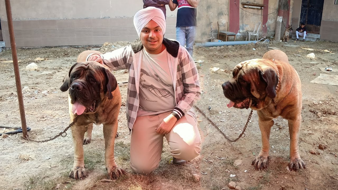 India's Most Expensive Dog Worth 4 Lakhs ! 😱 YouTube