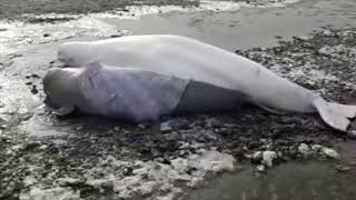 Beluga whale rescue Russia - 2