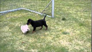beauceron pups 2014 by Mario 2,224 views 10 years ago 46 seconds