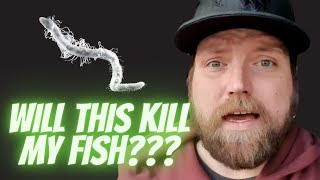 Detritus Worms - Are they GOOD or BAD for your fish tank?