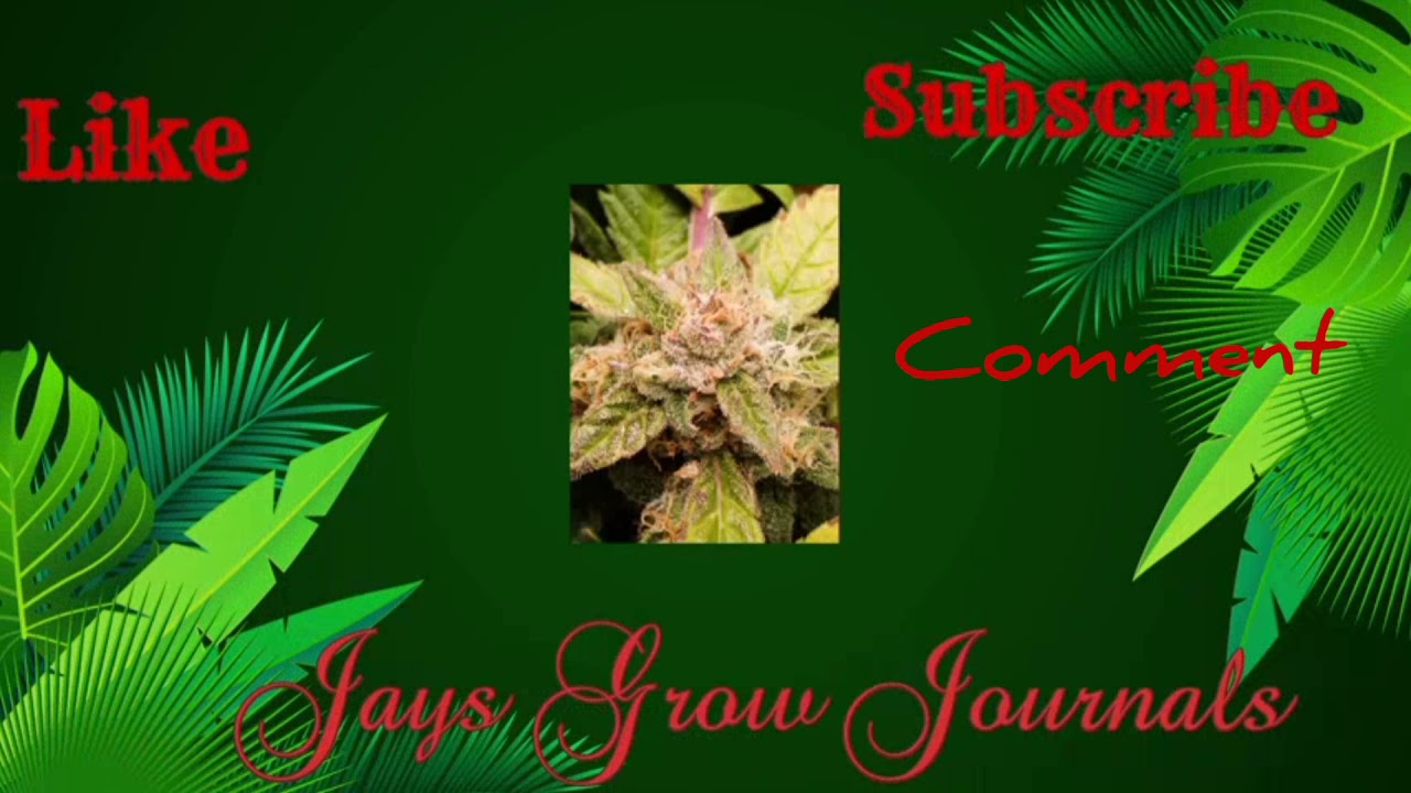 Fastbuds Forbidden Runtz