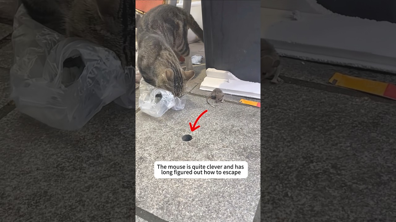 Rats have high intelligence.#cat #cats     #kitten