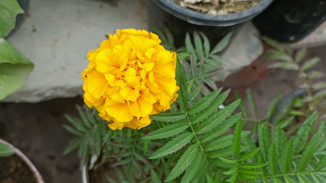 POOJA GARDEN  is live