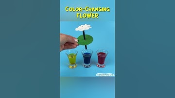 How Flowers Drink Water | Capillary Action Science Experiment #science #experiment #diyscience #STEM