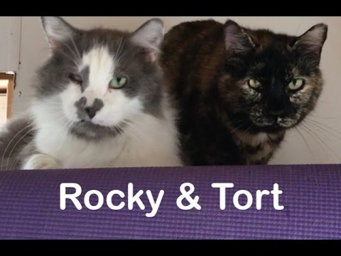 Rocky and his best girl, Tort.