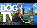 Gopro dogtv  your dogs 7hr relaxing virtual journey through nature  from his pointofview