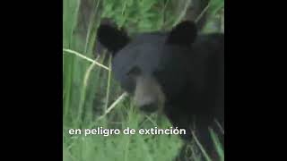 La Sierra Madre Occidental de Chihuahua han hecho un gran trabajo para la protección del oso