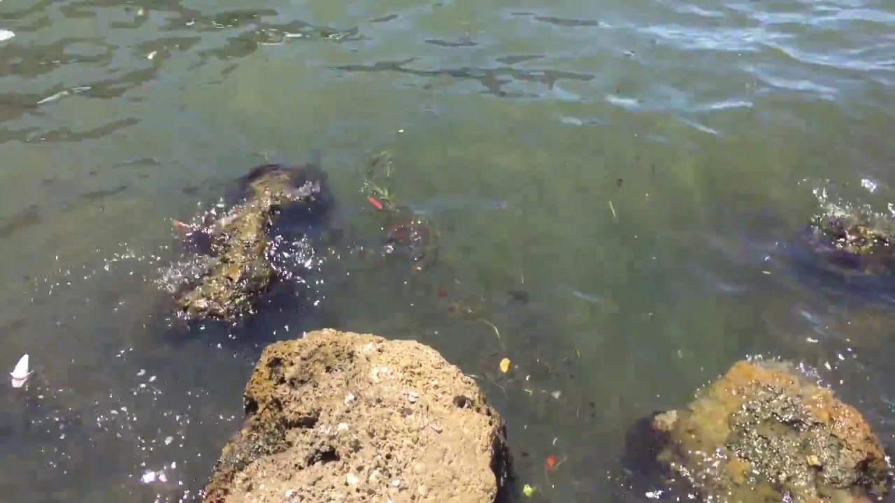 Red Tide Update, Sarasota Bay, Aug  21, 2018