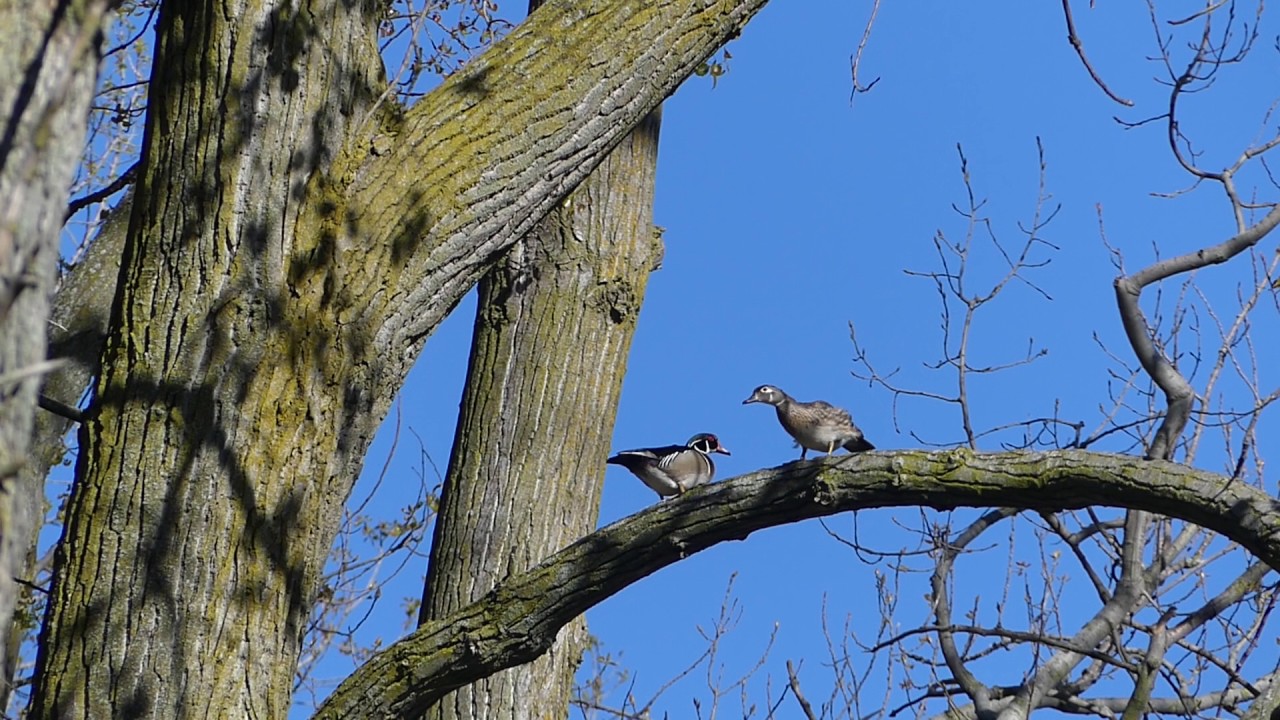 Wood Duck pair display in tree YouTube