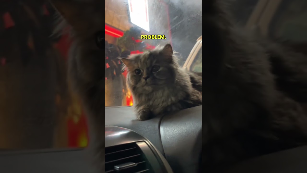 Не становись частью проблемы 🐱 