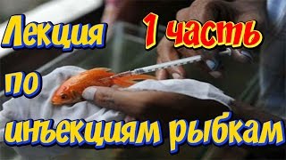 видео: Роль гормональных инъекций в разведении рыб! Стимулирование нереста у рыбок! Караванский Юрий 1часть картинка: Роль гормональных инъекций в разведении рыб! Стимулирование нереста у рыбок! Караванский Юрий 1часть
