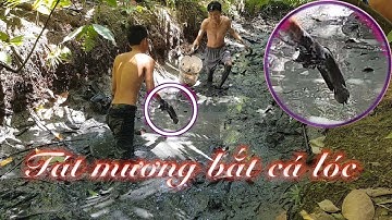 Anh làm xây dựng về miền Tây xem chuyên gia tát mương bắt cá lóc và cái kết